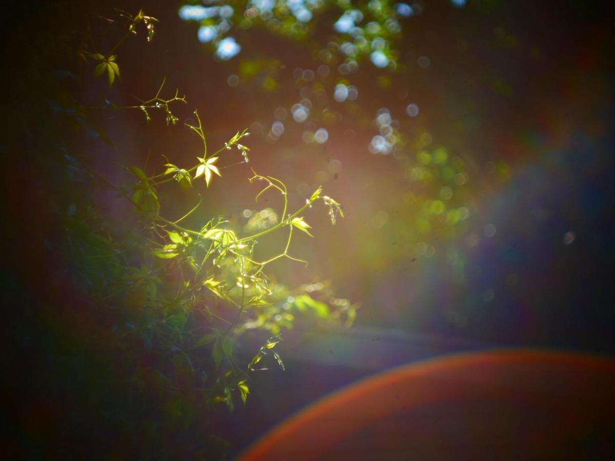 Feliz apartman Gyula Dış mekan fotoğraf